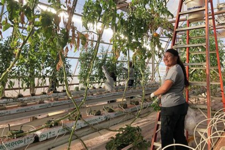 Larry Ellison Launching Hydroponic Farming Company On His Own Private Island