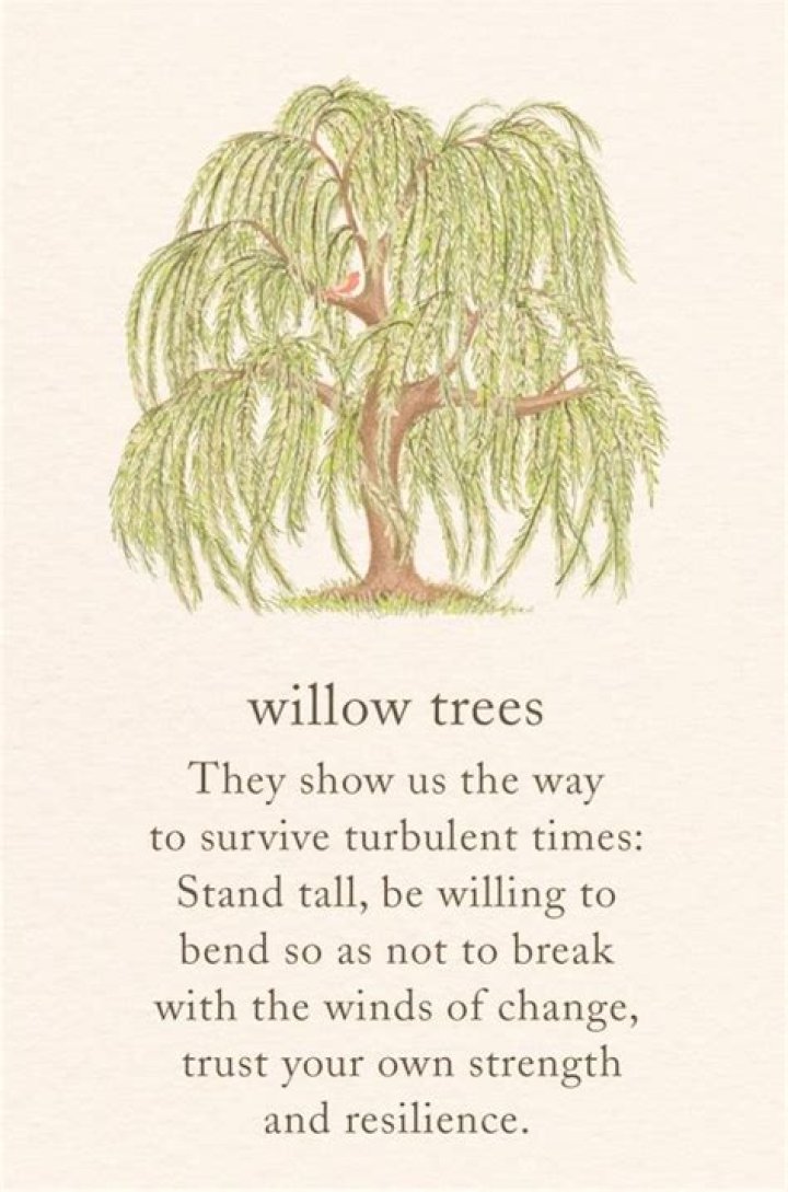 Learn Everything About Willow Harper: The Ultimate Guide