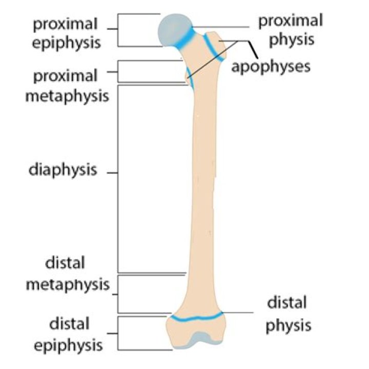 Learn The Basics: Diaphysis, Metaphysis, And Epiphysis Of Bones
