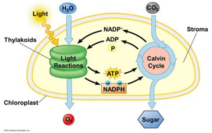 The Critical Role Of NADPH In Fueling Photosynthesis