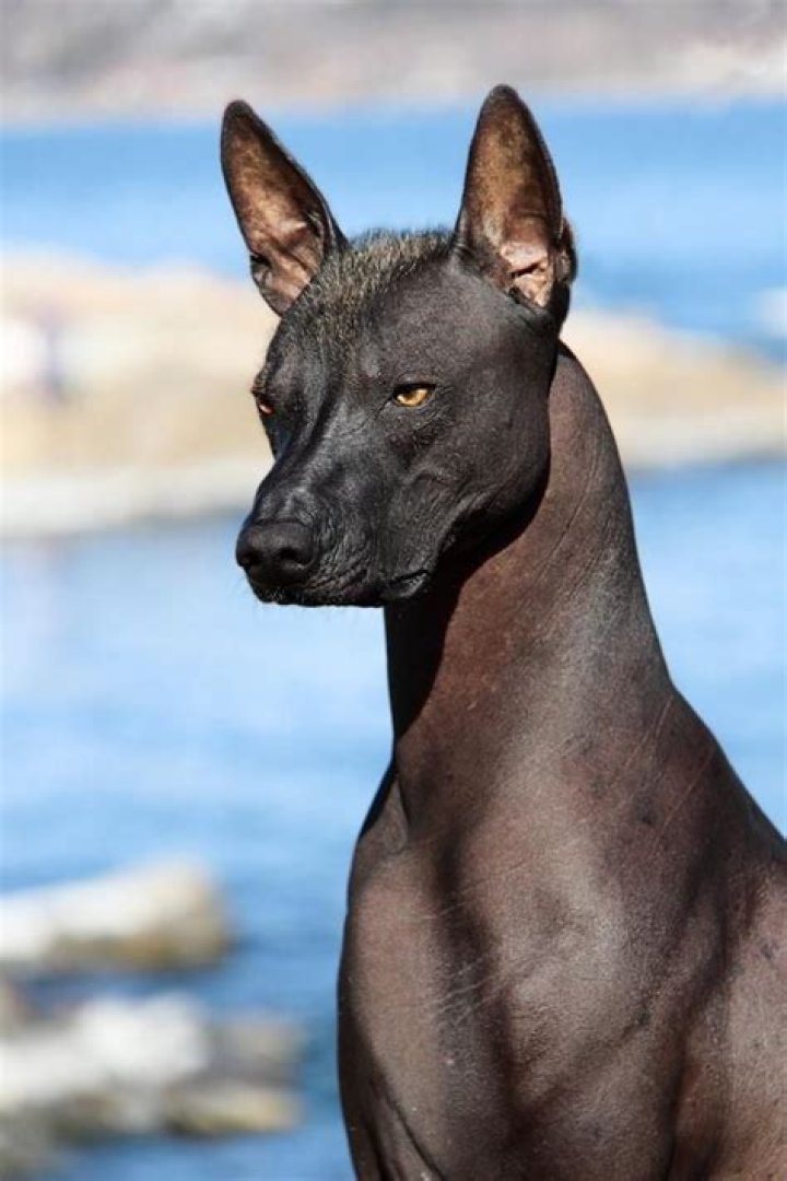The Ultimate Guide To Hairless Dogs: Discover The Fascinating World Of Bald Canines