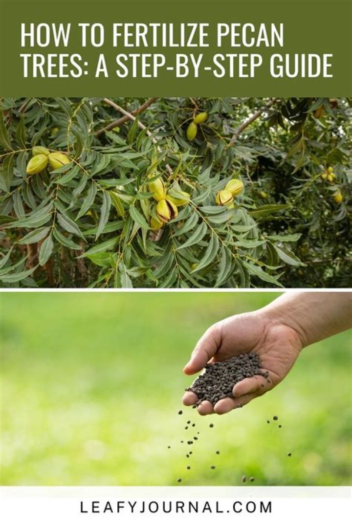 The Ultimate Guide To Harvesting Pecan Trees: A Step-by-Step Guide